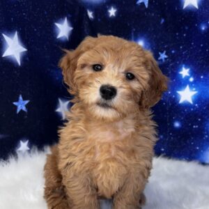 gaia-300x300 Gaia (Female) Miniature Goldendoodle *Hybrid
