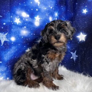 garth1-300x300 Garth (Male) Miniature Goldendoodle *Hybrid