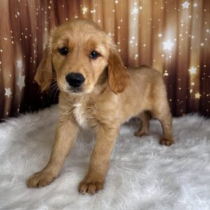 georgia-300x300 Georgia (Female) Golden Retriever