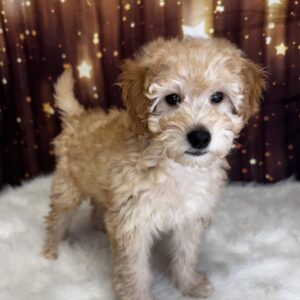 girard-300x300 Girard (Male) Miniature Goldendoodle *Hybrid