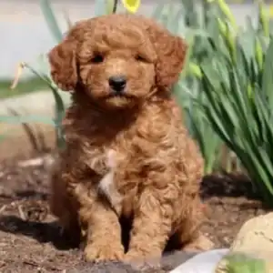 Goldendoodle (Miniature)
