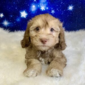hager1-300x300 Hager (Male) Havachon *Hybrid