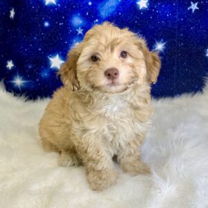 hamiltom-300x300 Hamilton (Male) Havachon *Hybrid