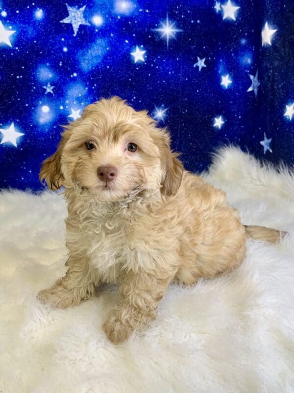 Hamilton (Male) Havachon *Hybrid – Puppies from PA