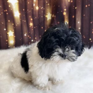 heldon-300x300 Sheldon (Male) Shihpoo *Hybrid