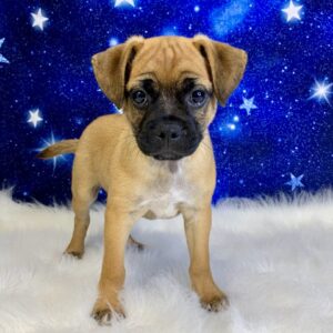 jack-300x300 Jack (Male) Jug *Hybrid