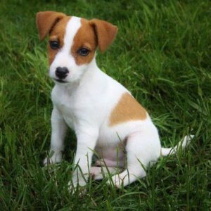 Jack Russell Terrier