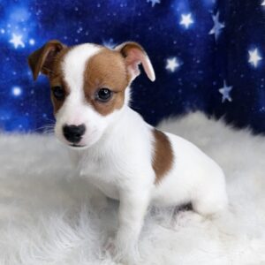 jackie-300x300 Jackie (Female#1) Jack Russell
