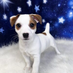 jailynn-300x300 Jailynn (Female#1) Jack Russell