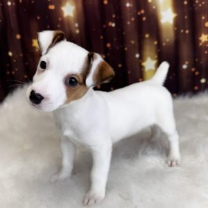 jayna-300x300 Jayna (Female#1) Jack Russell