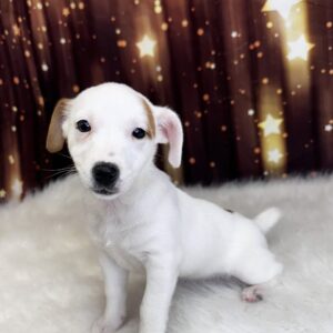 josephine-300x300 Joesphine (Female#1) Jack Russell