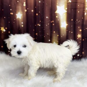 mack-300x300 Mack (Male#2) Maltese