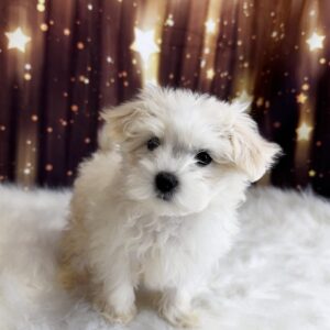 maisy-300x300 Maisy (Female#2) Maltese