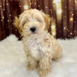 marcus-300x300 Marcus (Male) Maltipoo *Hybrid