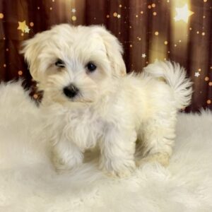 marty-300x300 Marty (Male#1) Maltese