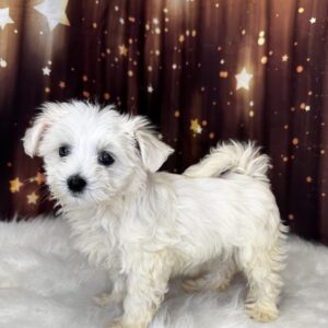 monty-300x300 Monty (Male#2) Maltese