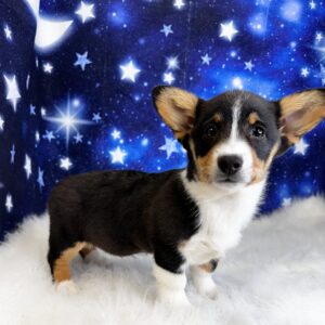 patty1-300x300 Patty (Female) Pembroke Welsh Corgi