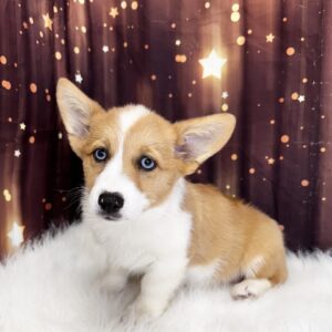 paula-300x300 Paula (Female) Pembroke Welsh Corgi