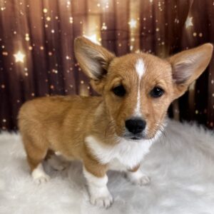 pedro-300x300 Pedro (Female) Pembroke Welsh Corgi