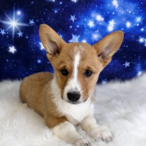 piper-300x300 Piper (Female) Pembroke Welsh Corgi