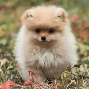 Pomeranian