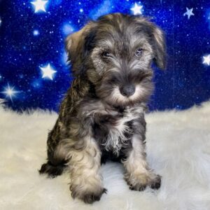 sadie-300x300 Sadie (Female) Miniature Schnauzer