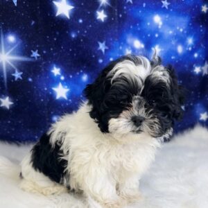 saphire-300x300 Saphire (Female) Shihpoo *Hybrid