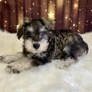 sasha-300x300 Sasha (Female) Miniature Schnauzer