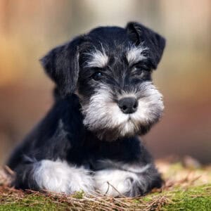 Miniature Schnauzer