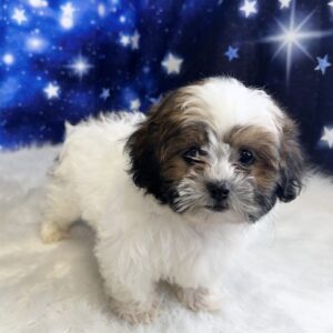 scotty-300x300 Scottie (Male) Shihpoo *Hybrid