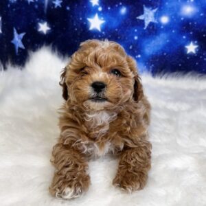 scout-300x300 Scout (Male#1) Shihpoo