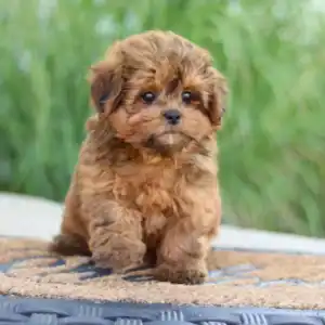 Shihpoo