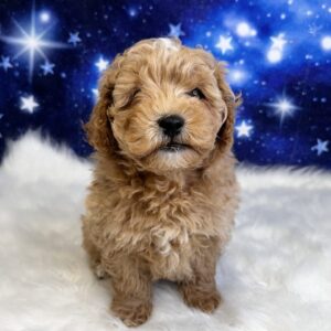sparky-300x300 Sparky (Male#1) Shihpoo