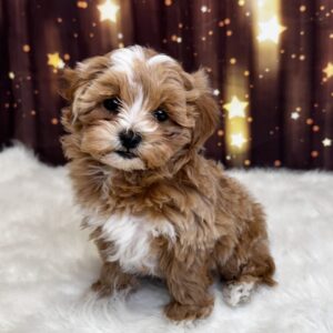 stella-300x300 Stella (Female#1) Shihpoo