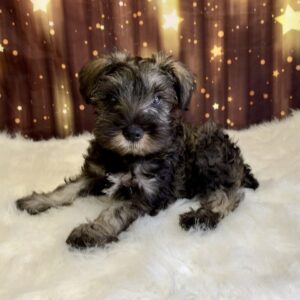 stone-300x300 Stone (Male) Miniature Schnauzer