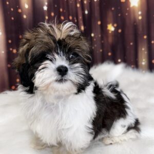 suzie1-300x300 Suzy (Female) Shihpoo *Hybrid