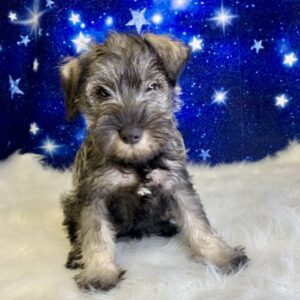 ummer-300x300 Summer (Female) Miniature Schnauzer