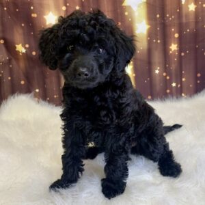 wanda-300x300 Wanda (Female) Woodle *Hybrid