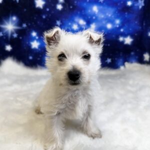waylan-300x300 Waylan (Male) West Highland White Terrier