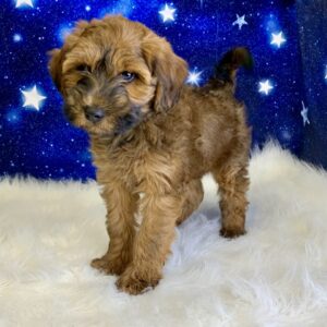 whitney-300x300 Whitney (Female) Woodle *Hybrid