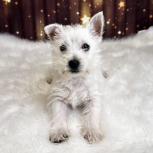 willow-300x300 Willow (Female) West Highland White Terrier