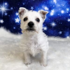 wilma-300x300 Wilma (Female) West Highland White Terrier