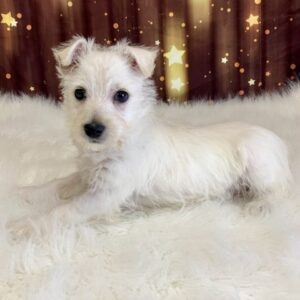 winston-300x300 Winston (Male) West Highland White Terrier