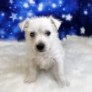 wyatt-300x300 Wyatt (Male) West Highland White Terrier