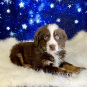 amelia-300x300 Amelia (Female #1) Australian Shepherd