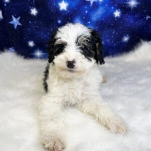 barbie-300x300 Barbie (Female) Miniature Bernadoodle