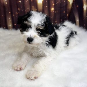 blossom-300x300 Blossom (Female) Miniature Bernadoodle