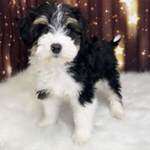 buster-300x300 Buster (Male) Miniature Bernadoodle