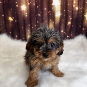 chopper-300x300 Chopper (Male) Cavapoo