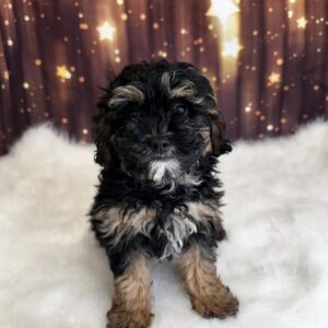 clt-300x300 Colt (Male) Cavapoo